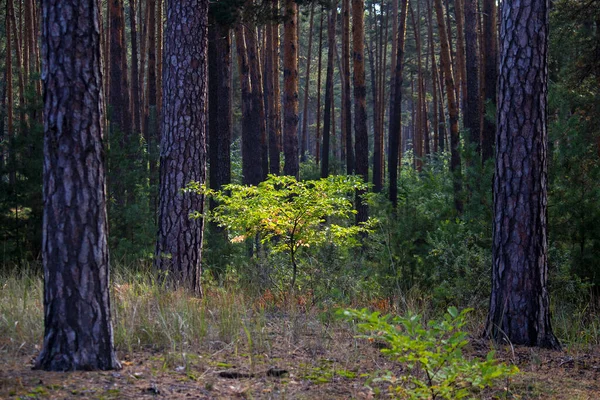 Samotne drzewko z żółtymi liśćmi pośród ciemnego starego lasu. Tło lasu. — Zdjęcie stockowe