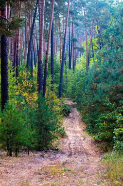 Sonbaharın başlarında ormanda eski bir toprak yol. Forest Yolu. Doğa yürüyüşü.