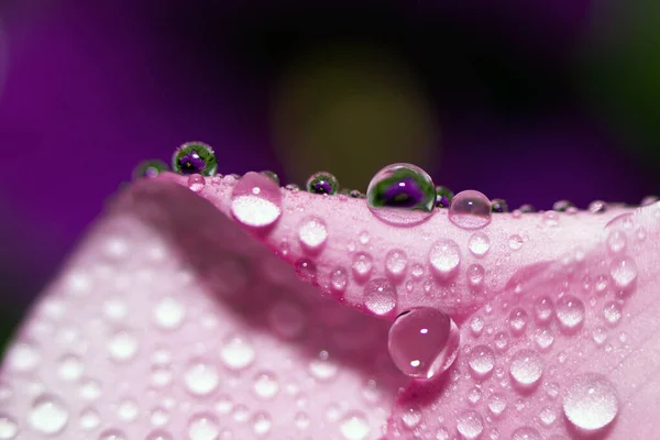 Soyut Floral makro arka plan. Mor arkaplanlı pembe çiçeğe yakın çekim su damlaları. Metin için yer.