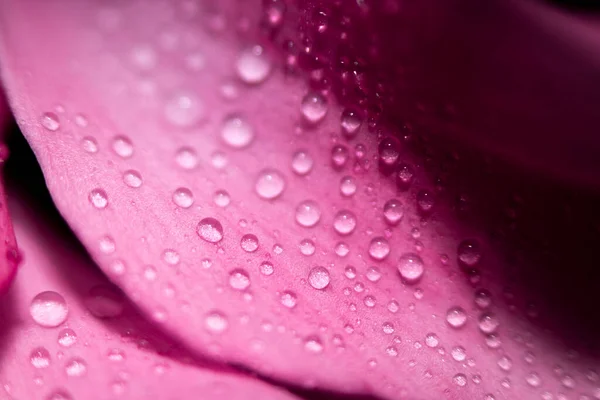 물은 어두운 배경을 가진 꽃의 분홍색 잎에 떨어진다. 선택적 초점. — 스톡 사진