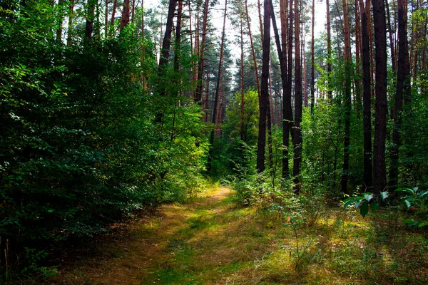 En gammal grusväg i skogen tidigt på hösten. Skogsvägen. Vandring i naturen. — Stockfoto