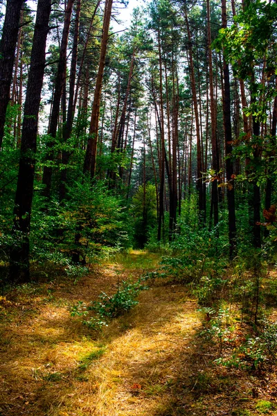 Uma estrada de terra velha na floresta no início do outono. Forest Road. Caminhadas na natureza. — Fotografia de Stock