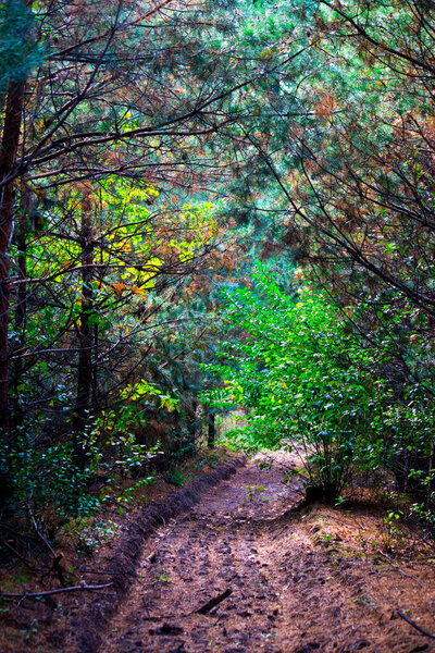 An old dirt road in the forest in early autumn. Yellow-green leaves. Forest Road. Hiking in nature.
