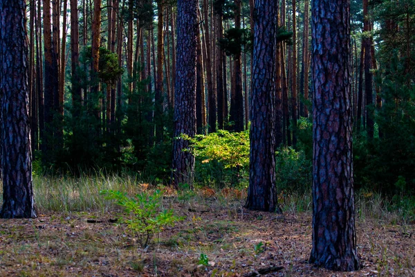 Un pequeño árbol solitario con hojas amarillas entre un oscuro bosque viejo. Fondo forestal. —  Fotos de Stock