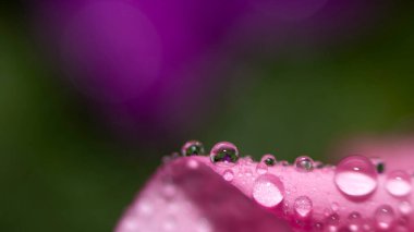 Close up of water drops on a pink leaf of a flower on a green background. Selective focus. Delicate Macro wallpaper.