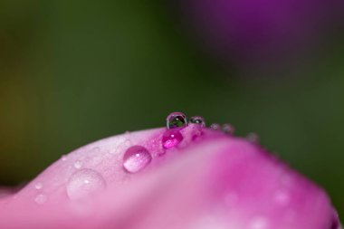 Close up of water drops on a pink leaf of a flower on a green background. Selective focus. Delicate Macro wallpaper.