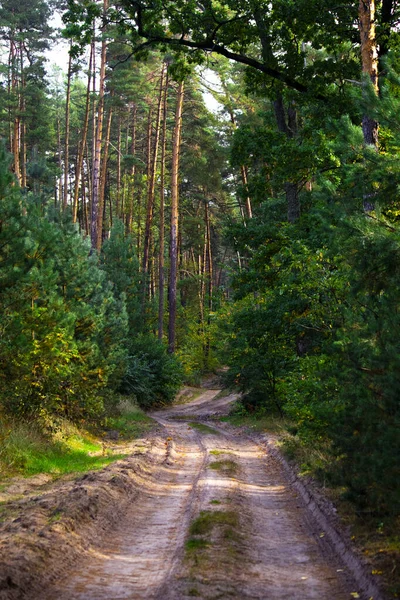 Uma estrada de terra velha na floresta no início do outono. Forest Road. Caminhadas na natureza. — Fotografia de Stock