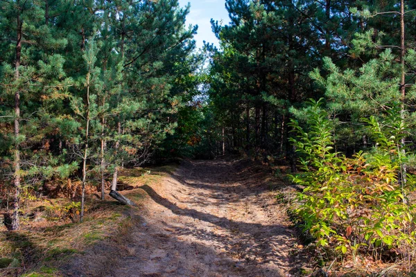 En gammal grusväg i skogen tidigt på hösten. Skogsvägen. Vandring i naturen. — Stockfoto