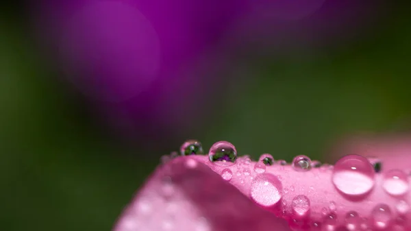 Gros plan de gouttes d'eau sur une feuille rose d'une fleur sur un fond vert. Concentration sélective. Papier peint macro délicat. — Photo