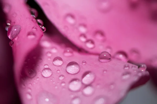 물은 어두운 배경을 가진 꽃의 분홍색 잎에 떨어진다. 선택적 초점. — 스톡 사진