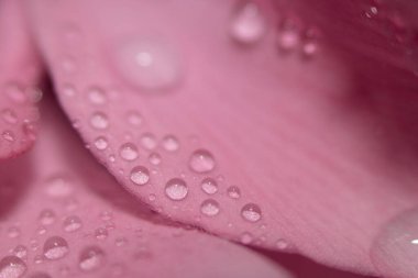 Su, arka planı koyu olan bir çiçeğin pembe yapraklarının üzerine düşer. Seçici odak.