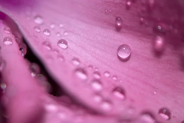 Su, arka planı koyu olan bir çiçeğin pembe yapraklarının üzerine düşer. Seçici odak.