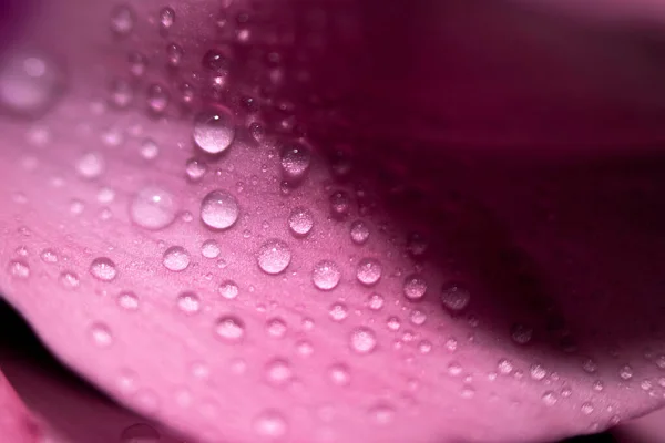L'eau tombe sur les feuilles roses d'une fleur en gros plan avec un fond sombre. Concentration sélective. — Photo
