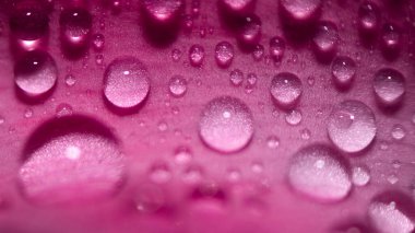 Su, arka planı koyu olan bir çiçeğin pembe yapraklarının üzerine düşer. Seçici odaklanma. Spa konsepti.