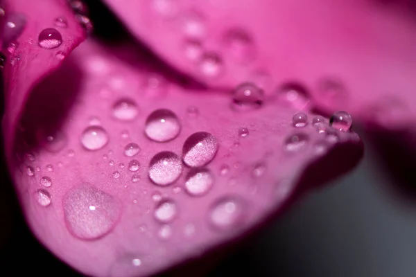 Eau Tombe Sur Les Feuilles Roses Une Fleur Gros Plan — Photo