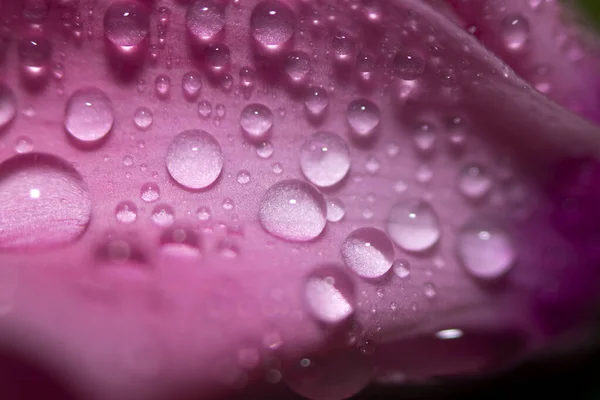 Eau Tombe Sur Les Feuilles Roses Une Fleur Gros Plan — Photo