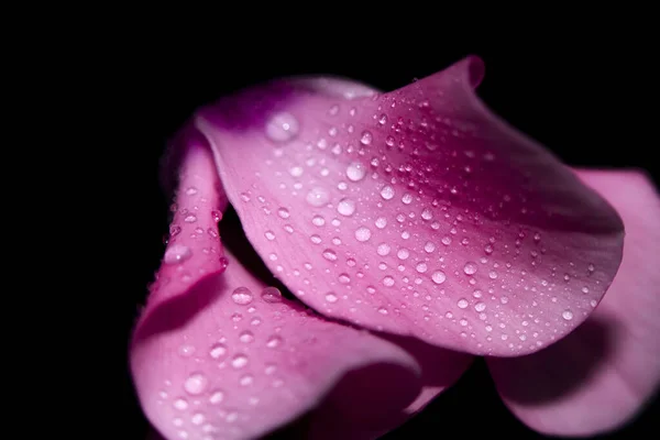 Gotas Água Folhas Rosa Uma Flor Close Com Fundo Escuro — Fotografia de Stock