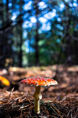 Amanita Muscaria sonbahar ormanında. Sonbahar ormanında orman mantarları. Zehirli mantarlar..
