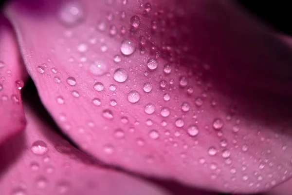 Eau Tombe Sur Les Feuilles Roses Une Fleur Gros Plan — Photo