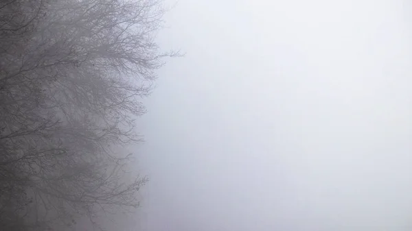 Die Natürliche Abstraktion Der Natur Mystisch Nebliger Morgen Zweige Einer — Stockfoto