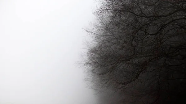 Die Natürliche Abstraktion Der Natur Mystisch Nebliger Morgen Zweige Einer — Stockfoto