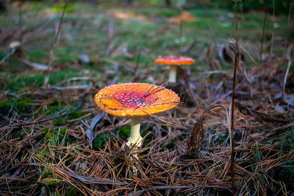 Amanita muscaria in the autumn forest. Forest mushrooms in the autumn forest. — Stock Photo, Image