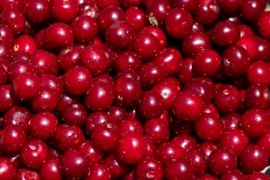 Bir sürü taze kiraz meyvesi ve su damlaları, yakın plan. Suda bir yığın olgun kiraz. Olgun kiraz dokusu arkaplan üstü görünümü.