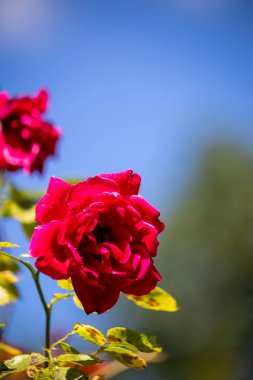 Renkli, güzel gül çiçekleri bahçede doğal bir arka planda.