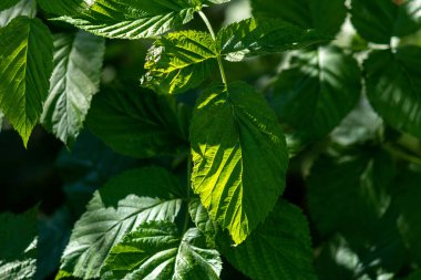 Kırmızı ahududulu yeşil yapraklar, Rubus Idaeus üst manzaralı. Kapatın. Seçici odaklanma. Ahududu yaprağının dokusu.