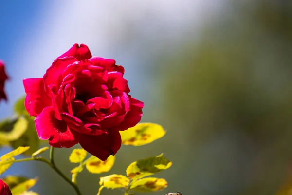 Färgglada, vackra ros blommor på en naturlig bakgrund i trädgården. — Stockfoto