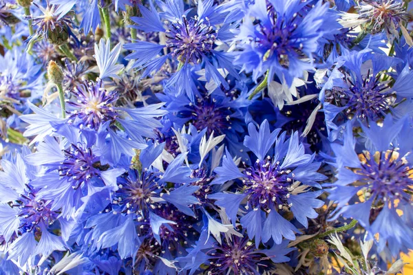 Bouquet of cornflower flowers with bokeh and copy space, floral abstract background — Stock Photo, Image