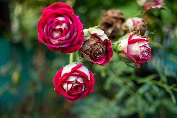 Colorido, belas flores de rosa em um fundo natural no jardim. — Fotografia de Stock