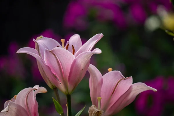 Цветущие Лилии Саду Естественный Фон Цветов Нежный Цветок Лили Флауэрс — стоковое фото