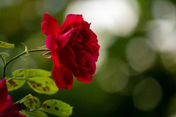 Colorido Belas Flores Rosa Fundo Natural Jardim Close — Fotografia de Stock