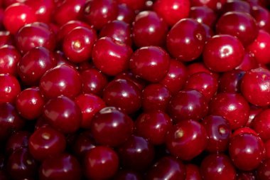 Taze toplanmış kırmızı kirazların arka planı ya da dokusu. Kırmızının çeşitli tonlarında. Doğal vitaminler. Doğal kırmızı arkaplan.