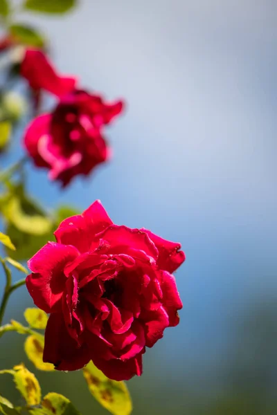 Colorful Beautiful Rose Flowers Natural Background Garden Close — Stock Photo, Image