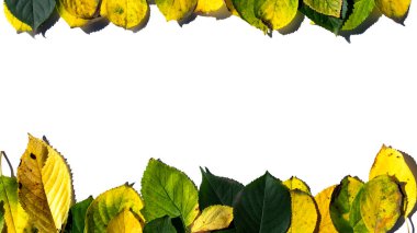 Renkli sonbahar yaprakları beyaz arka planda izole edilmiş. Yukarıdan bak. Sarı-yeşil yapraklar.