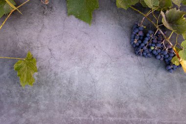 Kırmızı şarap yapmak için üzüm. Taze üzüm ve yapraklarla dolu bir arka plan. Uzayı kopyala Yukarıdan bak. Düz yatıyordu.