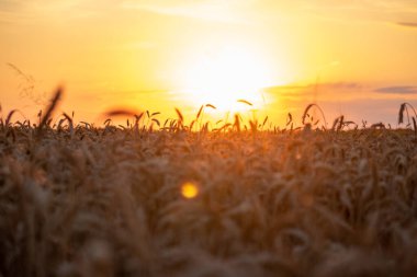 Gün batımında buğday tarlası. Gün batımında mısırın siluetleri. Ufuktaki güneş ışınlarını, olgun buğday kulaklarıyla kopyala. Zengin hasat kavramı.