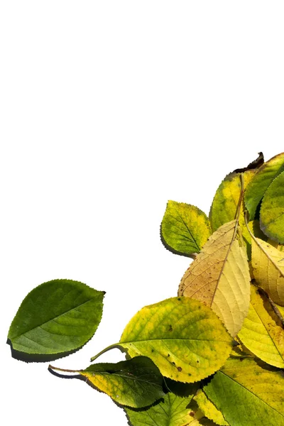 Barevné Pestrobarevné Podzimní Listy Izolované Bílém Pozadí Pohled Shora Žlutozelené — Stock fotografie