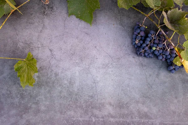 Uvas Para Fazer Vinho Tinto Contexto Com Uvas Frescas Folhas — Fotografia de Stock