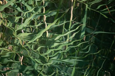 Doğada soyutlama. Su yüzeyinde bataklık kamışlarının yansıması olan dalgalar. Doğal arka plan. Suda yeşil yapraklar.