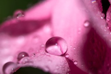 Su, arka planı koyu olan bir çiçeğin pembe yapraklarının üzerine düşer. Seçici odaklanma. Spa konsepti.