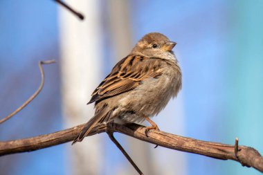 Genç bir ev serçesi baharda üzümlerin saplarında güneşleniyor..