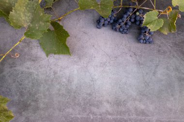 Kırmızı şarap yapmak için üzüm. Taze üzüm ve yapraklarla dolu bir arka plan. Uzayı kopyala Yukarıdan görüntüle.