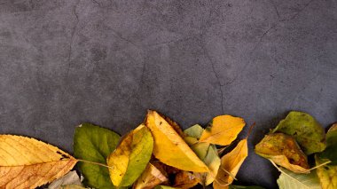 Metin için yeri olan koyu beton arkaplan üzerinde sonbahar yaprakları, Üst görünüm.