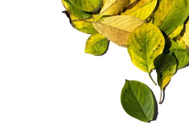 Renkli sonbahar yaprakları beyaz arkaplanda izole.