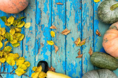 Düz kompozisyon, parlak sonbahar yaprakları ve eski mavi ahşap arka planda balkabağı. Doğal çerçeve. Üst görünüm, boşluğu kopyala. Sonbahar arkaplanı.