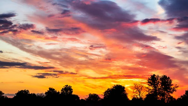 Beautiful sunny sunset with silhouettes of trees at the bottom of the frame. Place for your text. — Stock Photo, Image