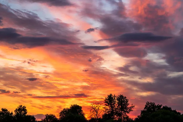 Beautiful sunny sunset with silhouettes of trees at the bottom of the frame. Place for your text. — Stock Photo, Image